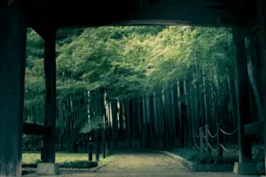 霊的世界_竹林